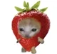 Strawberry cat