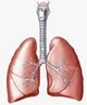 Lungs