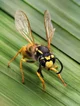 Annoying ass wasp