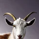 Goat