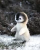 Baby Penguin 