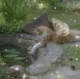 Fairy Cat -