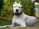 Dogo Argentino 