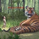 A life of a tiger 