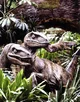 Velociraptors