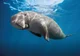Duguon The Dugong