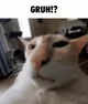 Gruh cat meme