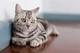 American Shorthair C