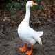 Goose -ur pet-