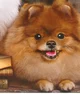 brown Pomeranian