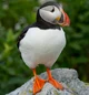 Puffin 