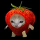 Strawberry cat