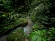 Amazon Rainforest AI