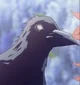 Kasugai Crow