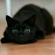 Micio