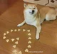 Hashi the shiba