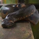 Zoo snake