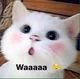 Beiucuaanh