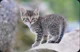 Stray kitten