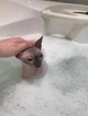 Water cat