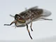 Horsefly 