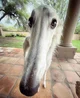 long nose dog 