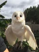 A owl