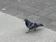 random pigeon