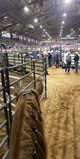 The rodeo