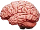 Brain