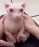 A hairless cat 