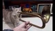 Trumpet Cat