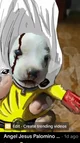 Saitama dog