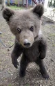 A random baby bear