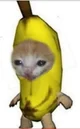 Kitten Banana