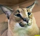 Floppa or Caracal