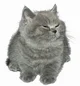 Gray Little Cat