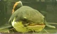 Redtail Catfish