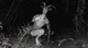 The Goatman