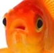 goldfish