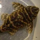 Pleco Burr
