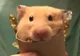 Bonjour hamster