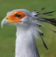 Secretary bird
