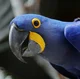 Hyacinth Macaw