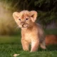Lion cub