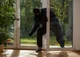 House burglar 