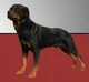 Nathan the Rotweiler
