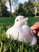 Cute pigeon