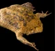Common Surinam Toad