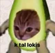 avocado cat